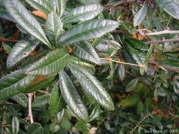 Image result for Berberis julianae