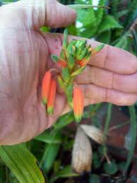 Image result for Aloe inyangensis