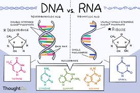 Do You Know The Differences Between Dna And Rna In 2020 Study Biology Biology Notes Biology Lessons