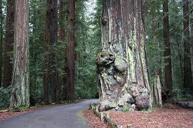 Benbow koa is located in garberville, california: Humboldt Redwoods Interpretive Association