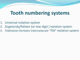 Palmer notation (named after ohio dentist dr. Tooth Numbering Systems 1 Universal Notation System Fdi Notation System
