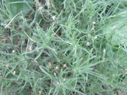 Image result for Conyza