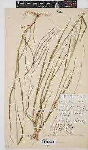 Image result for Digitaria setifolia