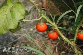 Image result for Solanum aculeatissimum