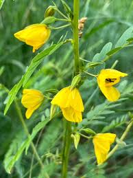 Image result for Chamaecrista comosa