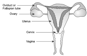 Check spelling or type a new query. Draw A Well Labelled Diagram Of The Female Reproductive System In Humans Sarthaks Econnect Largest Online Education Community