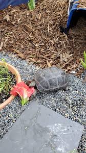 See more ideas about hibiscus flowers, hibiscus, flowers. 42 Day 7 Eating Hibiscus Flower Jpeg Tortoise Forum