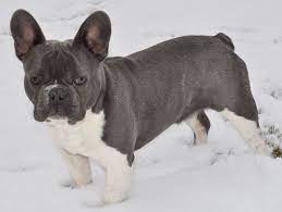 Nacho S Dad Samson Www Bluefrenchbulldogscentral Com French Bulldog Pied French Bulldog Blue Pied French Bulldog