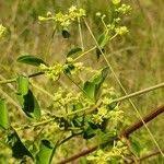 Image result for Helinus integrifolius