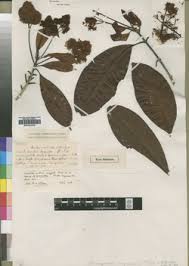 Image result for Corynanthe