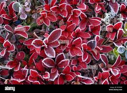 Image result for Coleus alpinus