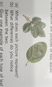 A Textbook Of Botany For Colleges And Universities ... Botany. Leaves 605  Appear Better Nourished Than Do The Other Leaves. These Observations Would  Suggest That The Lobed Leaf Represents A Sort