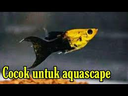 Budidaya Ikan Golden Black Molly Ikan Molly Infoakuakultur Com