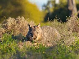Image result for Southern hairy-nosed wombat
