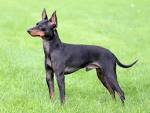 English Toy Terrier - PetGuide