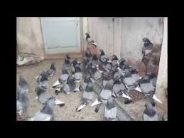 Corum Ciplagi Youtube