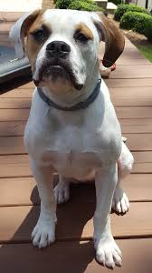 Pin On Sweet Puppies