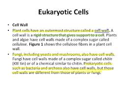 Check spelling or type a new query. Eukaryotic Cells What You Will Learn Identify The Different Parts Of A Eukaryotic Cell Explain The Function Of Each Part Of A Eukaryotic Cell Ppt Video Online Download