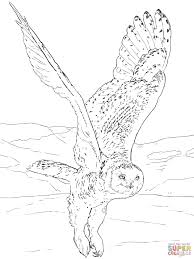Snowy Owl Owl Coloring Pages Bird Coloring Pages Skull Coloring Pages