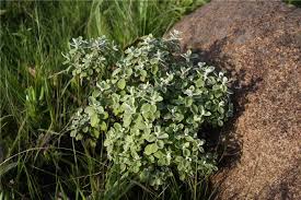 Image result for Helichrysum panduratum