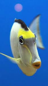 Inspirasi 76+ lukisan hewan laut, gambar lukisan. Gambar Animasi Ikan Laut Akuarium Hidup For Android Apk Download
