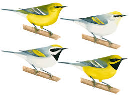 In re the guardianship of clayton andison: Liz Clayton Fuller 2015 Bartels Science Illustration Program