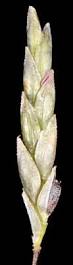 Image result for Eragrostis heteromera