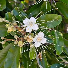 Image result for Capparis citrifolia