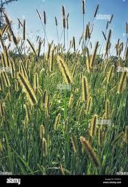 Image result for Setaria parviflora