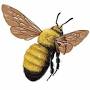 Bee from efotg.sc.egov.usda.gov