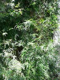 Image result for Afrocarpus usambarensis