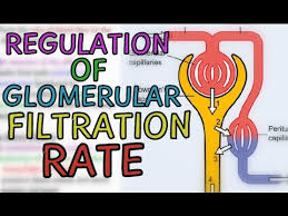 Regulation Of Glomerular Filtration Rate Gfr Extrinsic And Intrinsic Mechanisms