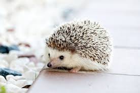 Axolotl · sugar glider · african pygmy hedgehog · ferrets · meerkats or sale · stick insects · jumping spider · spider · tarantula · poecilotheria metallica. 30 Unique And Weird Pets You Can Own Crazy Rich Pets