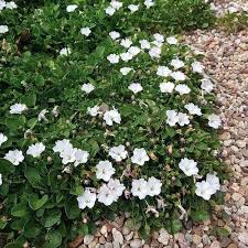 Image result for Falkia oblonga