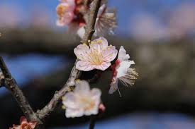 Bunga sepatu atau hibiscus rosa sinensis l ini mempunyai nama dan sebutan yang berbeda pada tiap daerah diseluruh indonesia. 5 Filosofi Bunga Plum Blossom Yang Mekar Di Bulan Maret