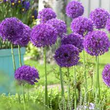 Van Zyverden Purple Allium Purple Sensation 12 Pack Bulb Flowers Flower Landscape Allium Flowers