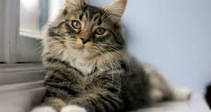 If chyle builds up repeatedly, the cat is at risk of developing fibrosing pleuritis, which is untreatable once. Chylothorax In Cats Our Feline Friends Don T Like This Milk Infurmation