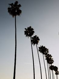 Aesthetic Black And White Palm Tree Wallpaper Los Angeles Photography Hollywood Palm Trees L A Photograph Print Black White With Hue Los Angeles Photography Home Decor Wall Art Los Angeles Photography Palm Tree Photography Los Angeles Wallpaper