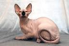 Sphynx Cat Breed Information, Pictures, Characteristics Facts