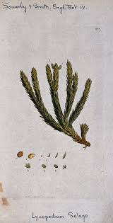 Image result for Lycopodiella sarcocaulon