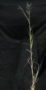 Image result for Bothriochloa radicans