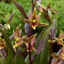 This is one of the most abundant orchids of the pacific coast of north america. Epipactis Serpentine Night Freiland Orchideen