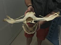 Hammerhead shark skulls vary in size and are priced at aud$73/cm + shipping. Field Museum On Twitter We Re Diving Into The Collections For Sharkweek Take A Look At This Hammerhead Shark Skull Http T Co Mjmloercrf
