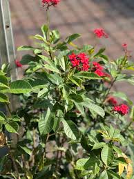 Image result for Jatropha scaposa