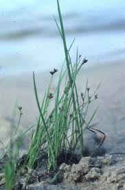 Image result for Scleria sp.no.1