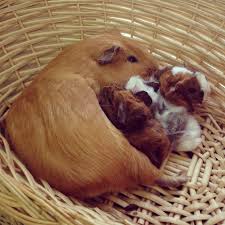 Check spelling or type a new query. Free Photo Brown Guinea Adorable Animal Cute Free Download Jooinn