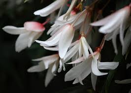 Image result for Persicaria madagascariensis