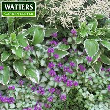 We did not find results for: Ground Cover Plants That Love Shade Prescott Enews