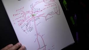 The brachial artery is a continuation of the axillary artery past the lower border of the teres major. Arterial Supply Of The Upper Extremity Youtube
