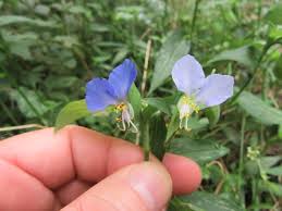 Image result for Commelina reptans
